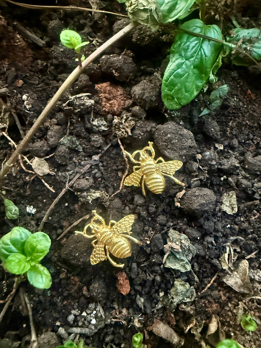 Close up showing details of two gold plated bee ear studs on a dark soil surface with green plants.