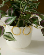 Potted plant with gold toned hoop earrings on a white background