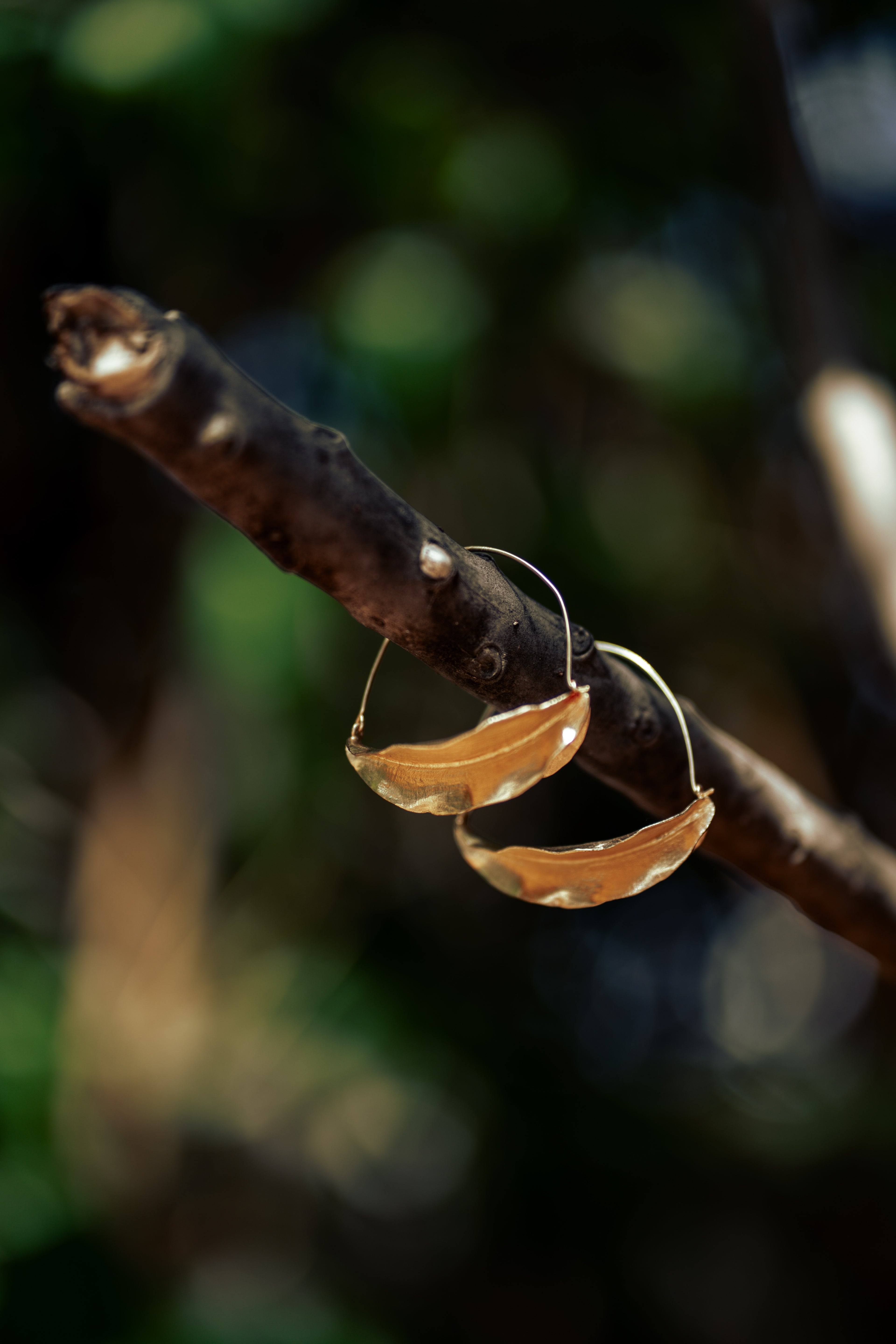 Gold plated hoop earrings hanging from a branch with a blurred natural background